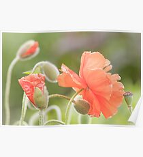 Orange poppy flower blossoms Poster