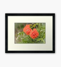 Orange poppy flower blossoms Framed Print