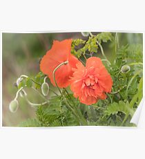 Orange poppy flower blossoms Poster