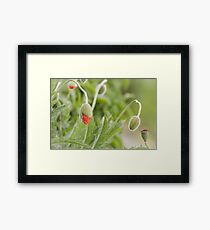 Orange poppy flower buds Framed Print
