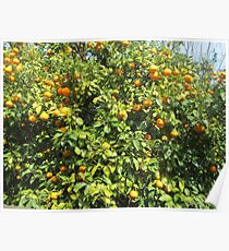 Póster Citrus tree 1
