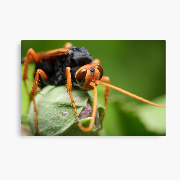 Orange Spider Wasp Canvas Print