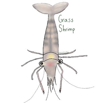 Labeled Grass Shrimp Sticker for Sale by WaterBoutSea