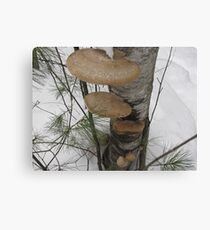 Growth Canvas Print