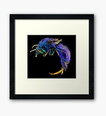 Cuckoo wasp Framed Print