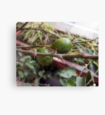 A couple of raw lemons along with the spikes on the plant Canvas Print