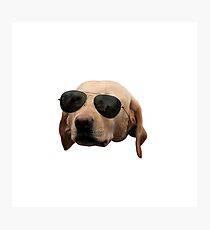 Playing it Cool Dog Photographic Print