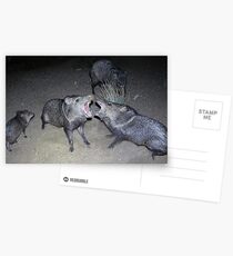 Javelina Harmony Postcards