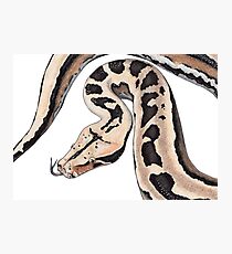 Shorty Photographic Print