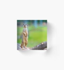 Meerkat Acrylic Block