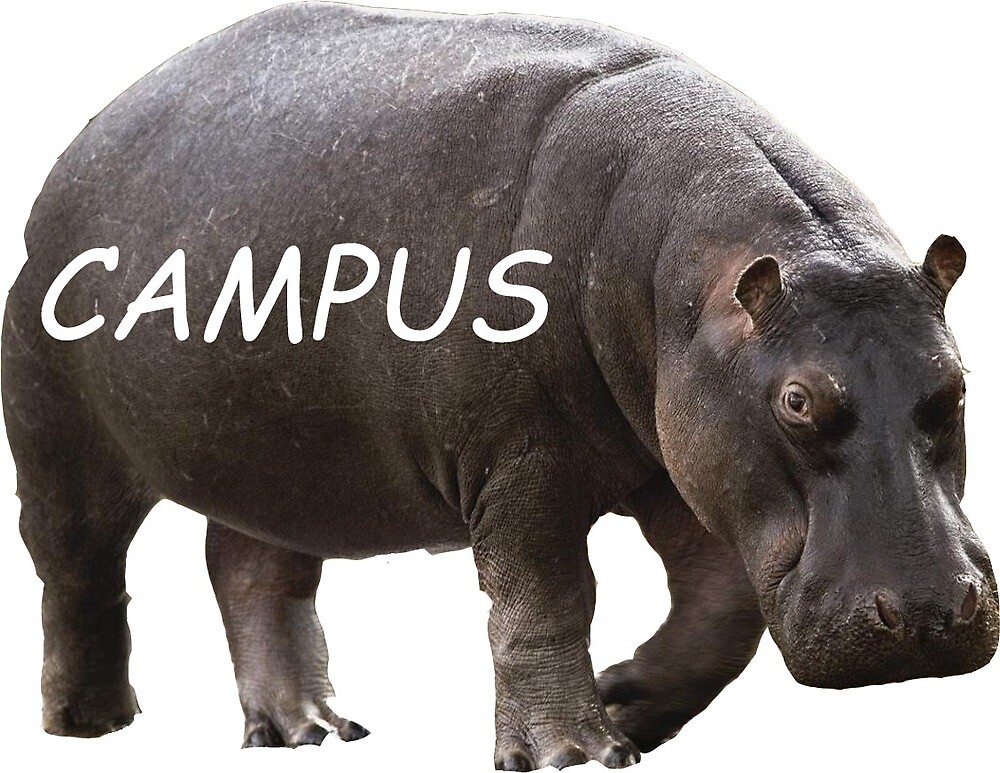 "Hippo Campus" by Sage Hoffman | Redbubble