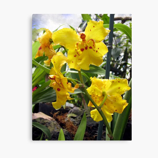 Scolding Yellow Orchid Canvas Print