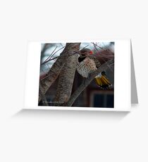 Wood Pecker, Flicker takes a quick nap! Greeting Card