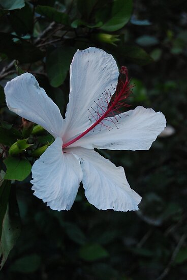 hawaiian state flower posters by jennifer chory redbubble