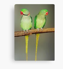 INDIAN RINGNECK PARAKEETS Canvas Print