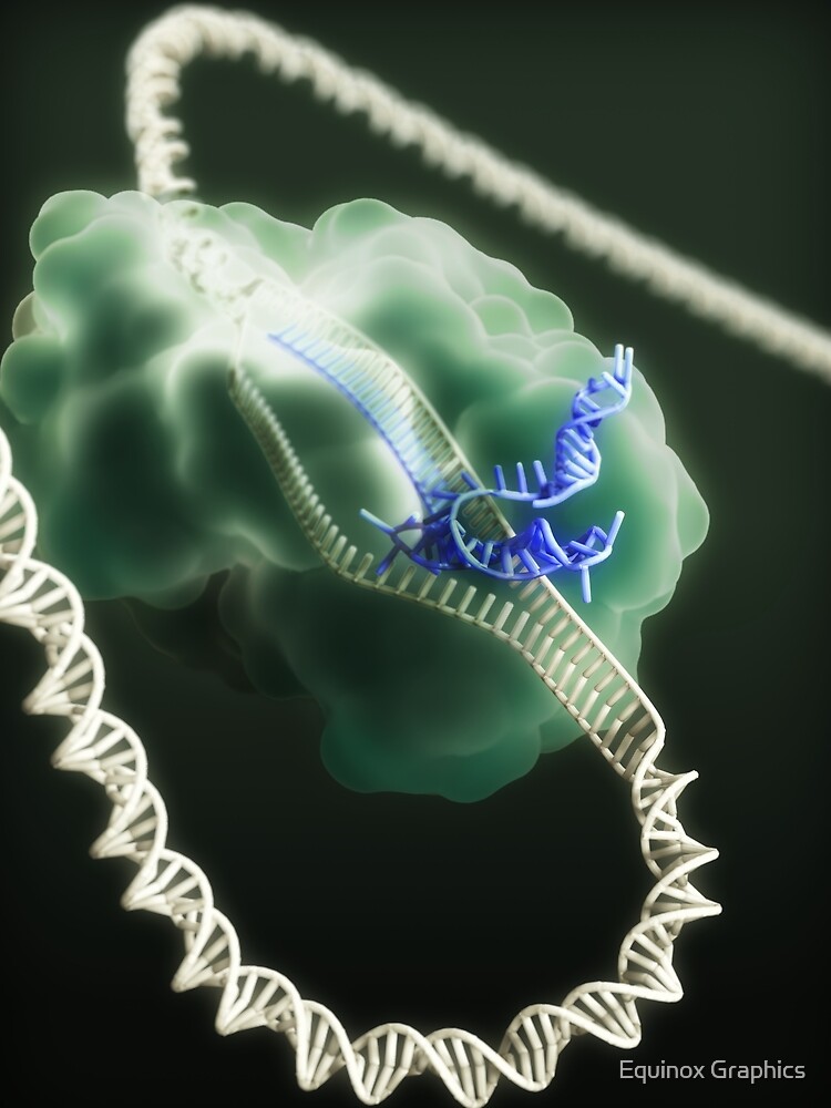 CRISPR-Cas9 Gene Editing Complex by equinoxgraphics