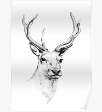 Deer Antlers Stag Head Poster