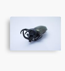 Smooth horned beetle Metal Print