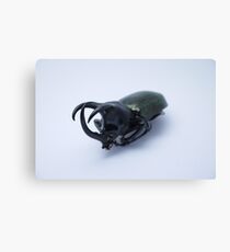 Smooth horned beetle Canvas Print