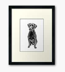 Happy Lab Framed Print