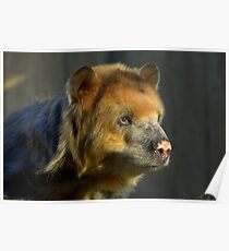 Bandit the Spectacled Bear Poster