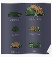Know Your Turtles Poster