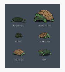 Know Your Turtles Photographic Print