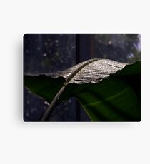 Humidity Canvas Print