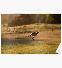 Wild Kangaroo Poster