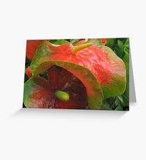 Anthurium Greeting Card