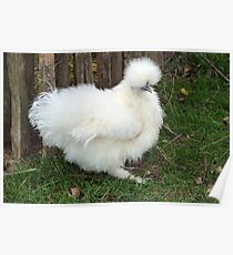 Silky Chicken Poster
