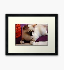 Tortie Framed Print