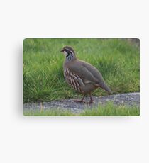 RED LEG PARTRIDGE. Canvas Print