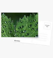Clear Drops Postcards