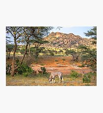 Kenya. Samburu National Reserve. Oryx. Photographic Print