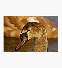 Redfield Cygnet Photographic Print