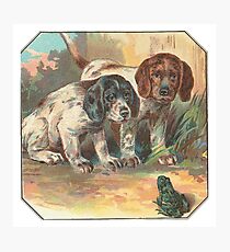 Puppies Photographic Print