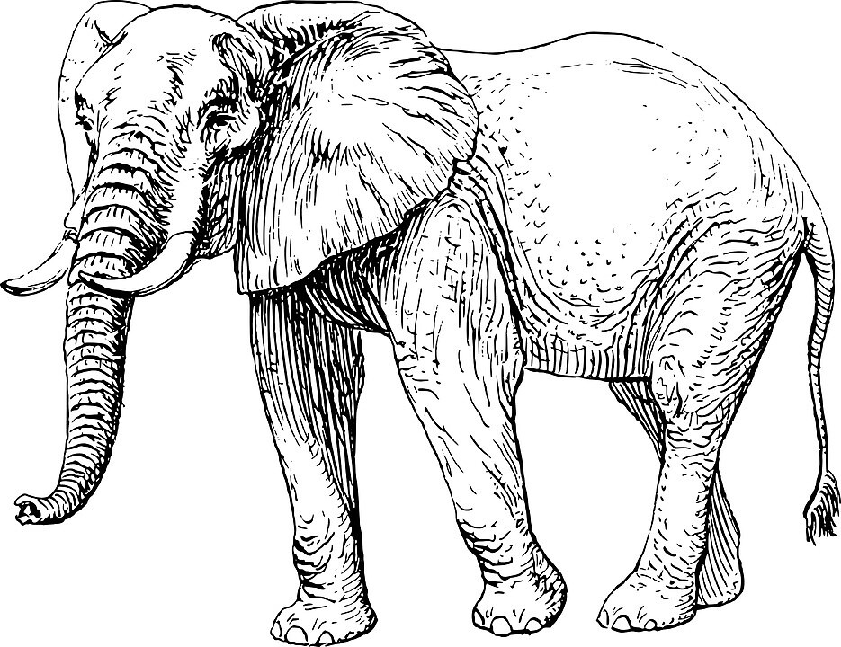 Indian Elephant Line Drawing By Cornmac Redbubble