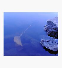 Float Leaf Fotodruck