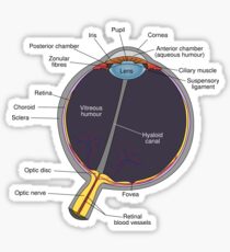 The Eye Has It Sticker