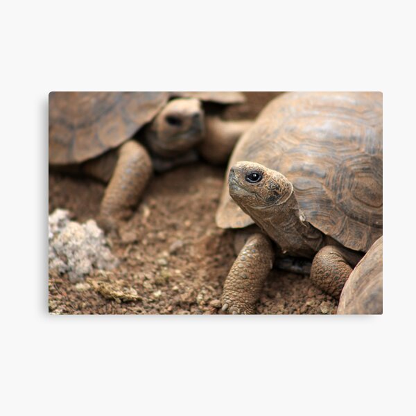 Baby Giants Canvas Print