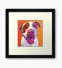 Happy Pit Bull - Slobbery Smiling Colorful Pitbull Dog Framed Print
