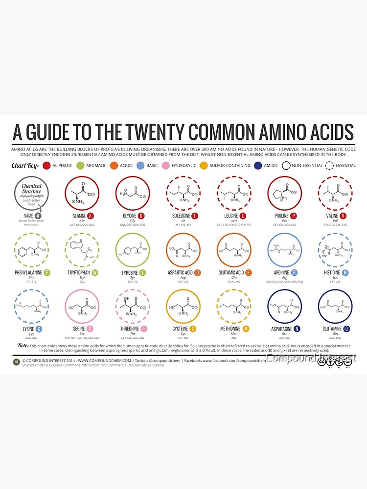 20 Amino Acids Chart