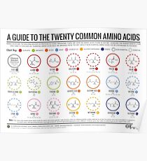 20 Amino Acids - Physiological Structure Version Poster