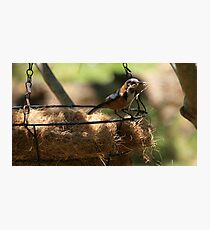 housewarming Photographic Print