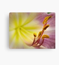 Daylily stamens Canvas Print