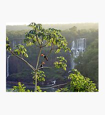 Iguazu toucans 2 Photographic Print