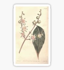 The Botanical magazine, or, Flower garden displayed by William Curtis V13 V14 1799 1800 0079 Calycanthus Praecox Japan Allspice Sticker