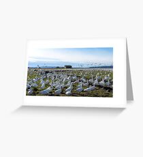 Snow Geese Twenty One Greeting Card