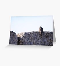 Prairie Falcon Greeting Card